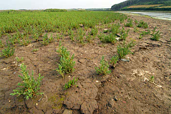 seablite habitat